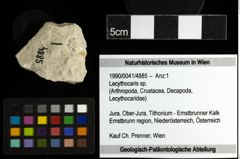 Foto (Objekt + Etiketten) von Lecythocaris sp. 